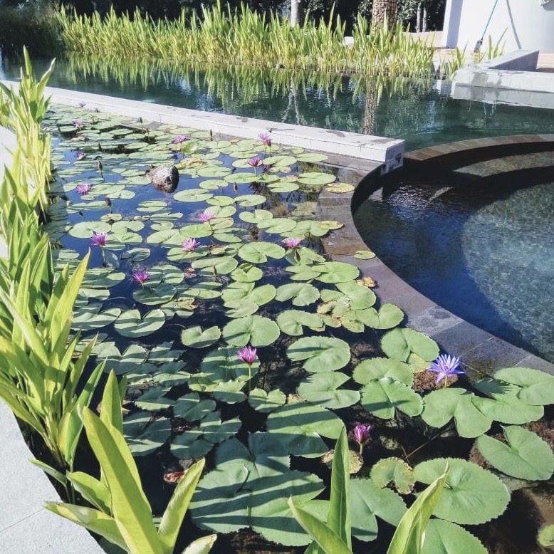 Kolam Renang Alami di Seluruh Dunia
